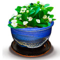 Planter with Drip Tray