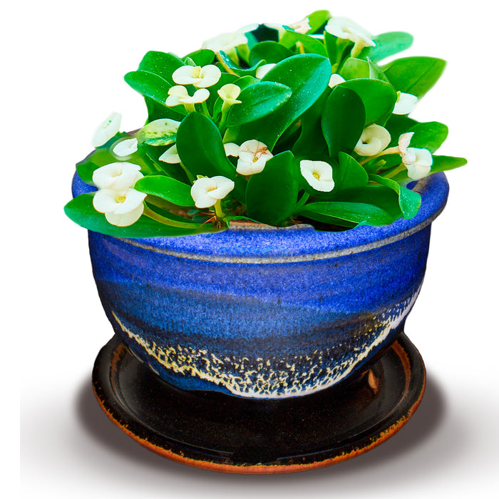 Planter with Drip Tray